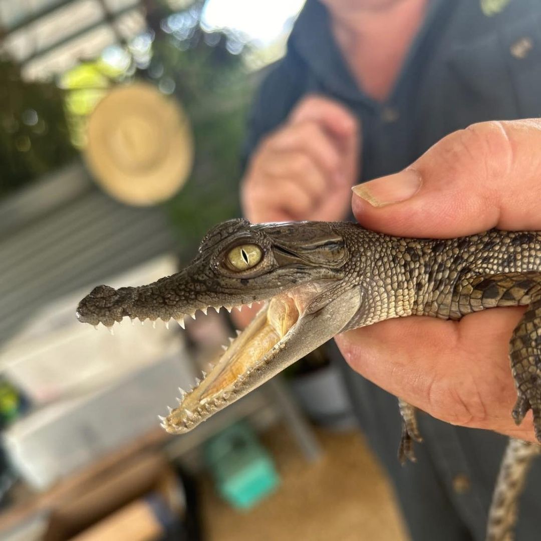 bredls wildlife park crocodile