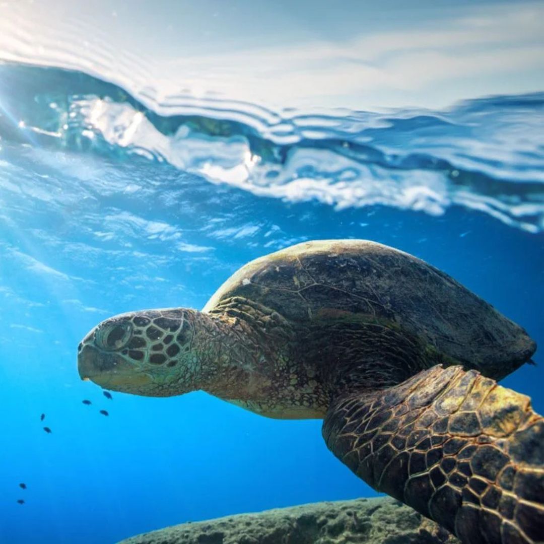 turtle in great barrier reef