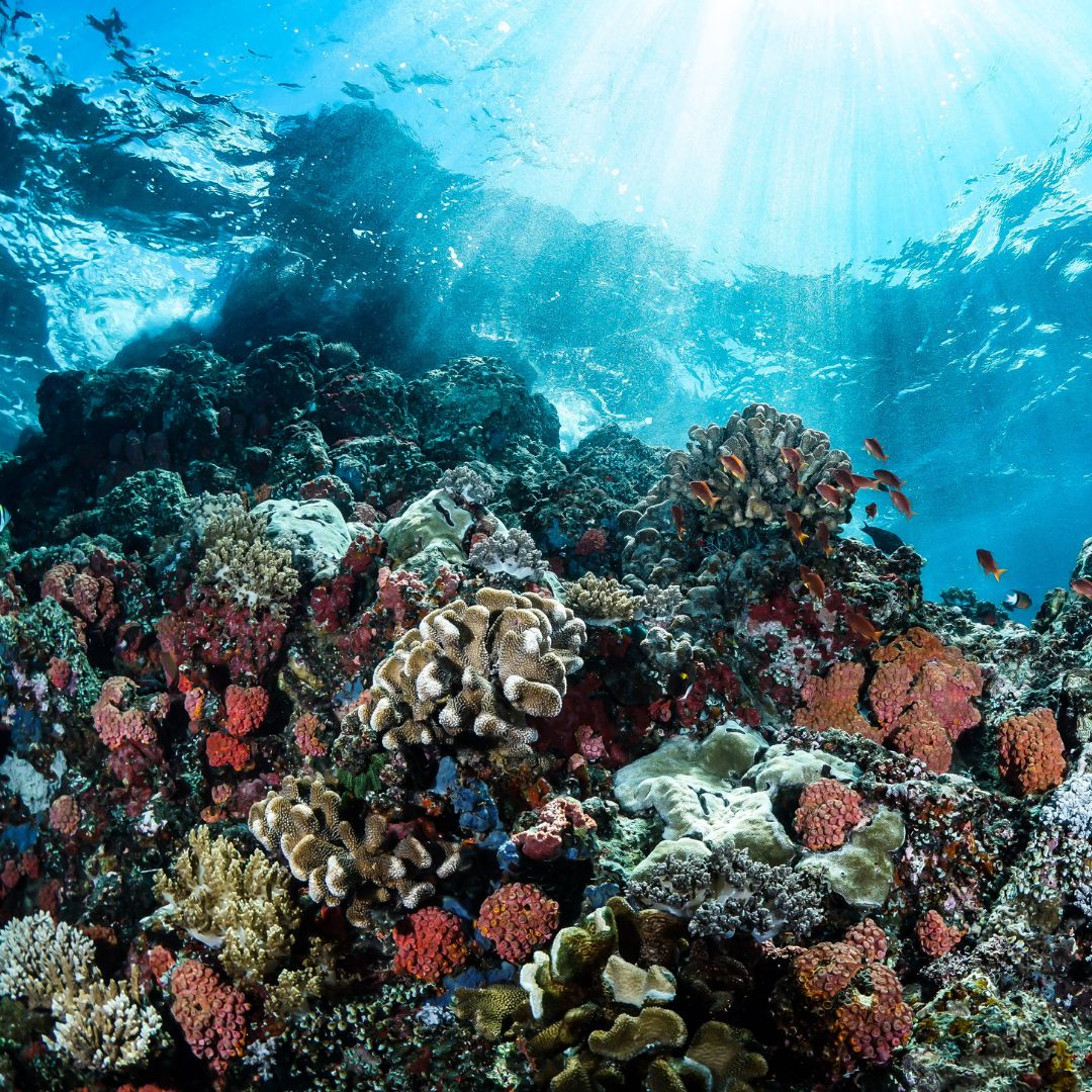 outer great barrier reef whitsundays
